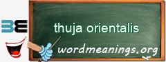WordMeaning blackboard for thuja orientalis